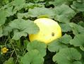 Winter Squash